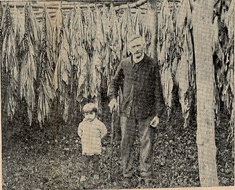 Séchage de tabac à Hernicourt en 1934