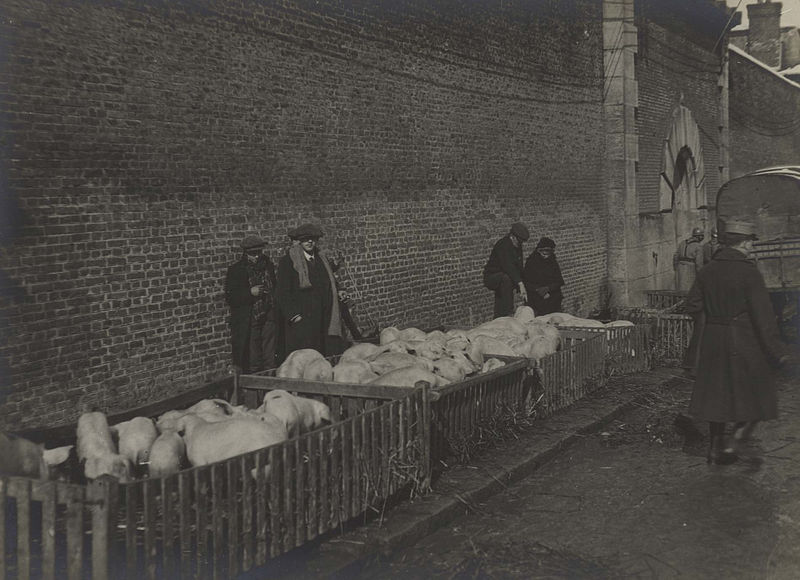 Fichier:Saint-Pol-sur-Ternoise marché aux porcs 1916 2.jpg